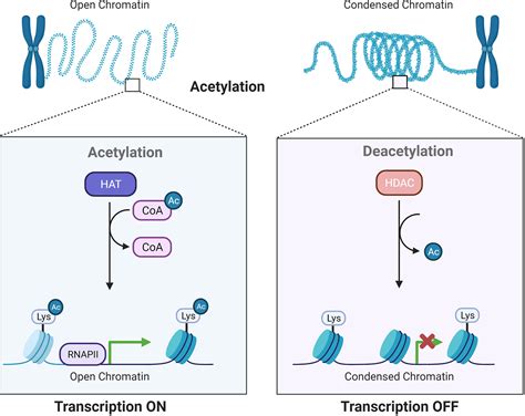 deacetylation of histones|what does histone deacetylation do.